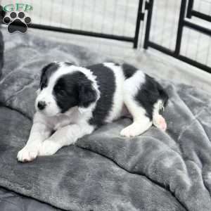 Callie, Border Collie Mix Puppy